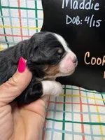 Cookie, a female Bernedoodle and Miniature Bernedoodle for sale in Kandiyohi, MN – Photo 3 of 5