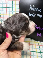 Bella, a female Bernedoodle and Miniature Bernedoodle for sale in Kandiyohi, MN – Photo 2 of 5