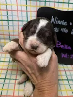 Bella, a female Bernedoodle and Miniature Bernedoodle for sale in Kandiyohi, MN – Photo 1 of 5