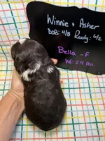 Bella, a female Bernedoodle and Miniature Bernedoodle for sale in Kandiyohi, MN – Photo 4 of 5