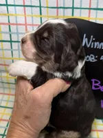Bella, a female Bernedoodle and Miniature Bernedoodle for sale in Kandiyohi, MN – Photo 3 of 5
