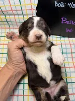 Bella, a female Bernedoodle and Miniature Bernedoodle for sale in Kandiyohi, MN – Photo 5 of 5