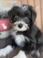  Buttercup, a male Bordoodle for sale in Kandiyohi, MN – 3 of 4