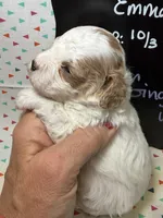 Ginger, a female Cavapoo for sale in Kandiyohi, MN – 2 of 5
