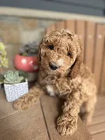 Brooklyn-Moyen, a female Poodle - Miniature  for sale in Kandiyohi, MN – 3 of 7