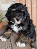 Peach, a female Bernedoodle and Miniature Bernedoodle for sale in Kandiyohi, MN – 4 of 8