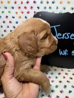 Jersey, a male Cavapoo for sale in Kandiyohi, MN – 3 of 5