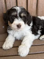 Nala, a female Bernedoodle and Miniature Bernedoodle for sale in Kandiyohi, MN – 5 of 8