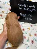 Biggie, a male Cavapoo for sale in Kandiyohi, MN – Photo 5 of 5