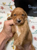 Biggie, a male Cavapoo for sale in Kandiyohi, MN – Photo 2 of 5