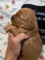 Biggie, a male Cavapoo for sale in Kandiyohi, MN – Photo 3 of 5