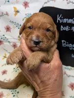 Biggie, a male Cavapoo for sale in Kandiyohi, MN – Photo 1 of 5