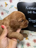 Biggie, a male Cavapoo for sale in Kandiyohi, MN – Photo 4 of 5