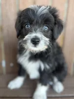  Buttercup, a male Bordoodle for sale in Kandiyohi, MN – 2 of 4