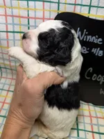 Cooper, a male Bernedoodle and Miniature Bernedoodle for sale in Kandiyohi, MN – Photo 2 of 5