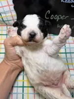 Cooper, a male Bernedoodle and Miniature Bernedoodle for sale in Kandiyohi, MN – Photo 5 of 5
