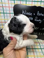 Cooper, a male Bernedoodle and Miniature Bernedoodle for sale in Kandiyohi, MN – Photo 3 of 5