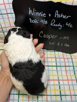 Cooper, a male Bernedoodle and Miniature Bernedoodle for sale in Kandiyohi, MN – Photo 4 of 5