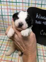 Cooper, a male Bernedoodle and Miniature Bernedoodle for sale in Kandiyohi, MN – Photo 1 of 5