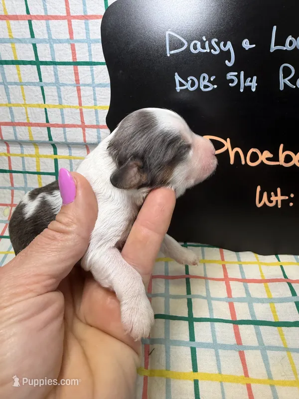 Phoebe – Cavapoo puppy for sale in Kandiyohi, MN