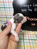 Phoebe, a female Cavapoo for sale in Kandiyohi, MN – 1 of 4