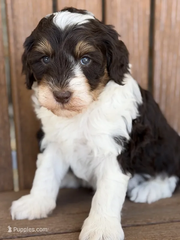 Rocket – Bernedoodle, Miniature Bernedoodle puppy for sale in Kandiyohi, MN