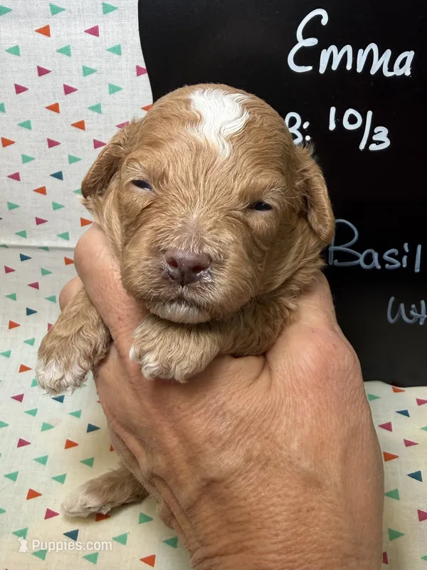 Basil – Cavapoo puppy for sale in Kandiyohi, MN