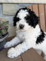 Cooper, a male Bernedoodle and Miniature Bernedoodle for sale in Kandiyohi, MN – 5 of 7