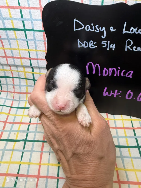 Monica – Cavapoo puppy for sale in Kandiyohi, MN