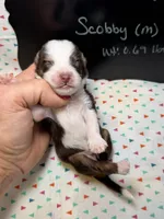 Scobby, a male Aussiedoodle and Miniature Aussiedoodle for sale in Kandiyohi, MN – 5 of 5