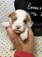 Cinnamon, a female Cavapoo for sale in Kandiyohi, MN – 1 of 5