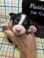 Maple, a female Bernedoodle and Miniature Bernedoodle for sale in Kandiyohi, MN – Photo 1 of 5