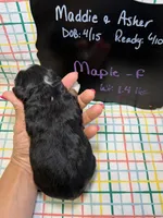 Maple, a female Bernedoodle and Miniature Bernedoodle for sale in Kandiyohi, MN – Photo 5 of 5