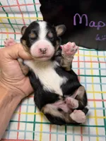 Maple, a female Bernedoodle and Miniature Bernedoodle for sale in Kandiyohi, MN – Photo 4 of 5