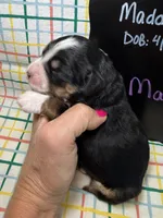 Maple, a female Bernedoodle and Miniature Bernedoodle for sale in Kandiyohi, MN – Photo 2 of 5