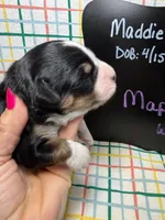 Maple, a female Bernedoodle and Miniature Bernedoodle for sale in Kandiyohi, MN – Photo 3 of 5