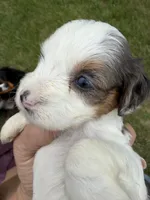 Phoebe-Blue eyes, a female Cavapoo for sale in Kandiyohi, MN – 4 of 4