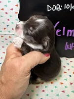 Velma, a female Aussiedoodle and Miniature Aussiedoodle for sale in Kandiyohi, MN – 2 of 5