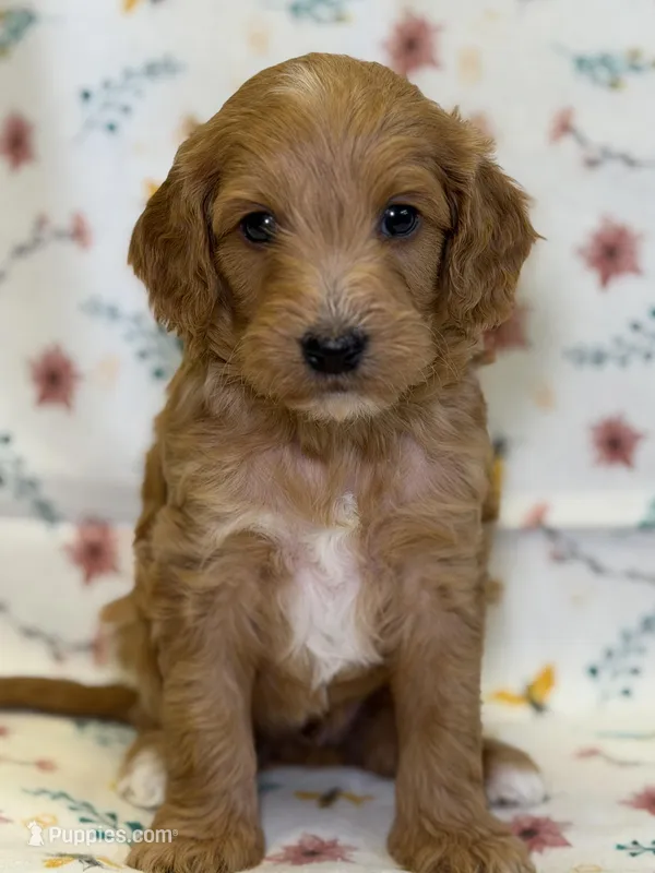 Branch – Cavapoo puppy for sale in Kandiyohi, MN