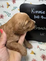 Branch, a male Cavapoo for sale in Kandiyohi, MN – Photo 5 of 5