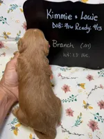 Branch, a male Cavapoo for sale in Kandiyohi, MN – Photo 4 of 5