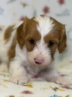 DJ Suki, a female Cavapoo for sale in Kandiyohi, MN – Photo 1 of 6