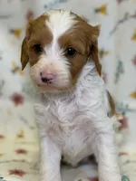 DJ Suki, a female Cavapoo for sale in Kandiyohi, MN – Photo 2 of 6