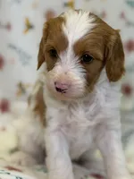 DJ Suki, a female Cavapoo for sale in Kandiyohi, MN – Photo 3 of 6