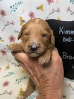 Branch, a male Cavapoo for sale in Kandiyohi, MN – Photo 1 of 5