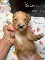 Branch, a male Cavapoo for sale in Kandiyohi, MN – Photo 2 of 5