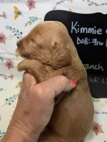 Branch, a male Cavapoo for sale in Kandiyohi, MN – Photo 3 of 5