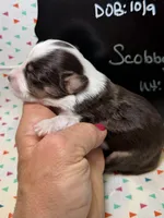 Scobby, a male Aussiedoodle and Miniature Aussiedoodle for sale in Kandiyohi, MN – 3 of 5