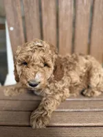 Brooklyn-Moyen, a female Poodle - Miniature  for sale in Kandiyohi, MN – 4 of 7