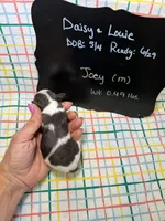 Joey, a male Cavapoo for sale in Kandiyohi, MN – 4 of 4